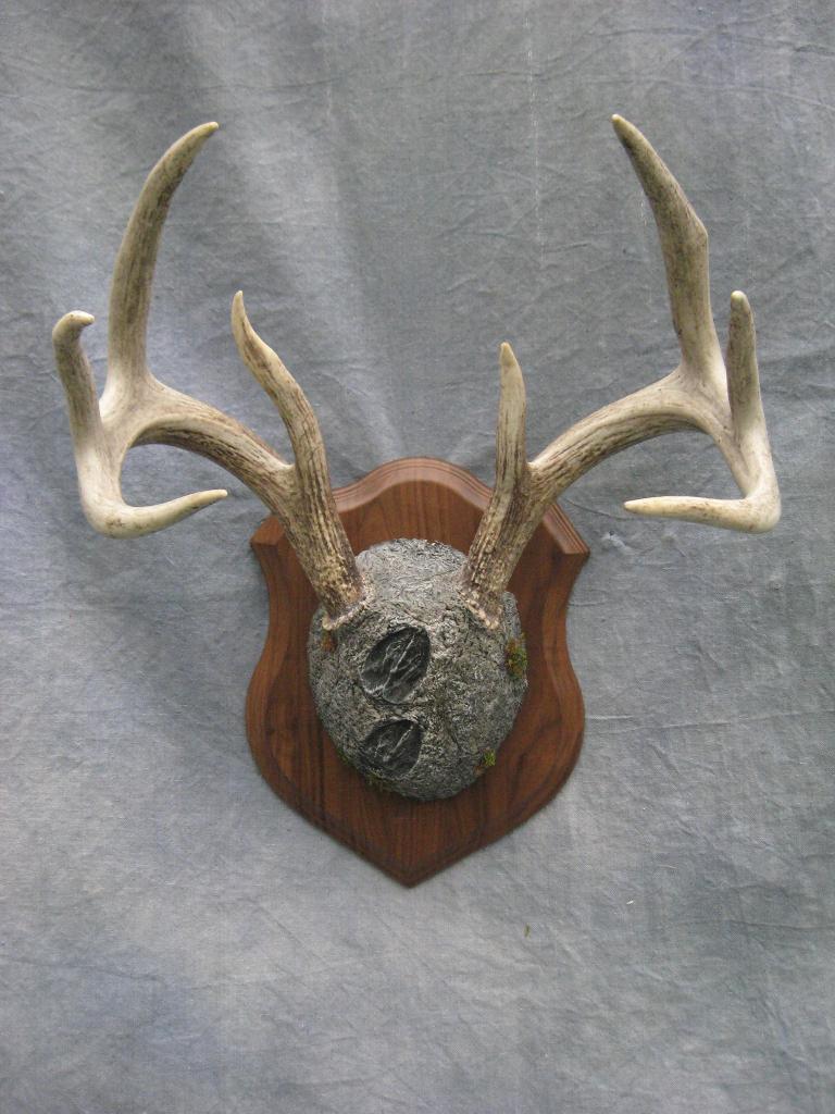 Showpiece Taxidermy: Deer & Elk European Skull Mounts