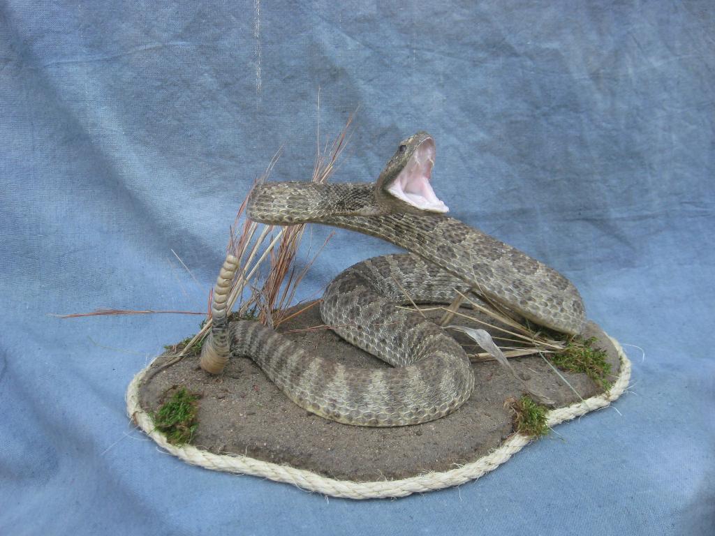 Showpiece Taxidermy: Rattlesnake, Lizard, & Reptile Mounts