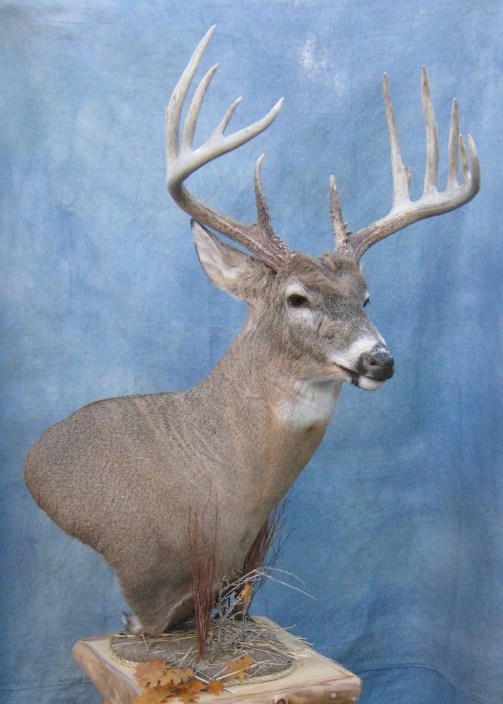Showpiece Taxidermy South Dakota Deer Mount Taxidermist