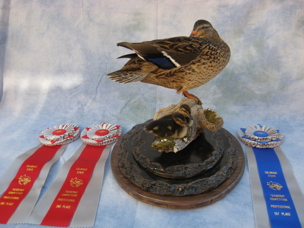 Showpiece Taxidermy: Wood Duck, Mallard, and Pintail Mounts