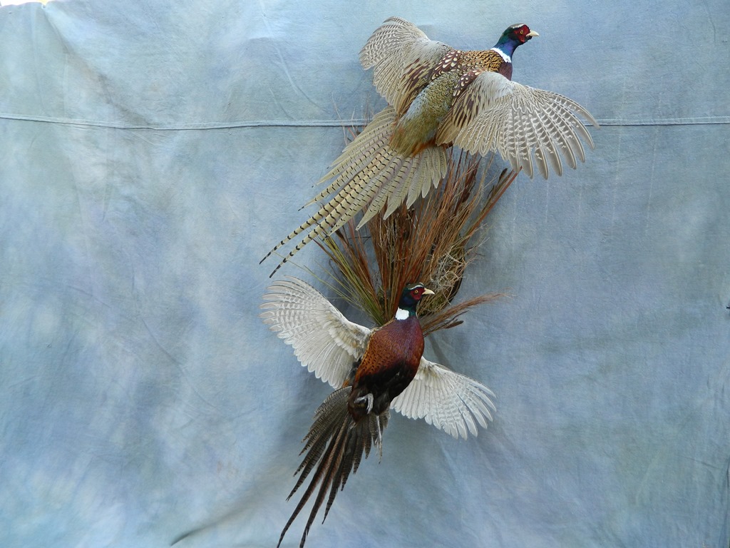 Showpiece Taxidermy Pheasant Turkey Quail Bird Mounts