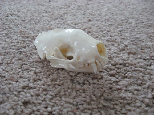 Skunk skull; Aberdeen, South Dakota (FOR SALE: $40)