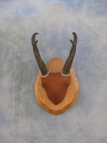 Antelope horn mount with leather covering; Rocky Mountains, Colorado