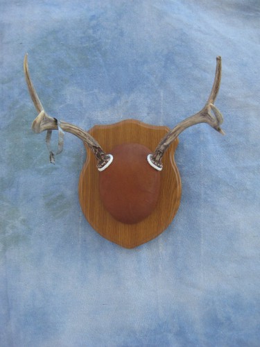 Mule deer antler mount; Nebraska