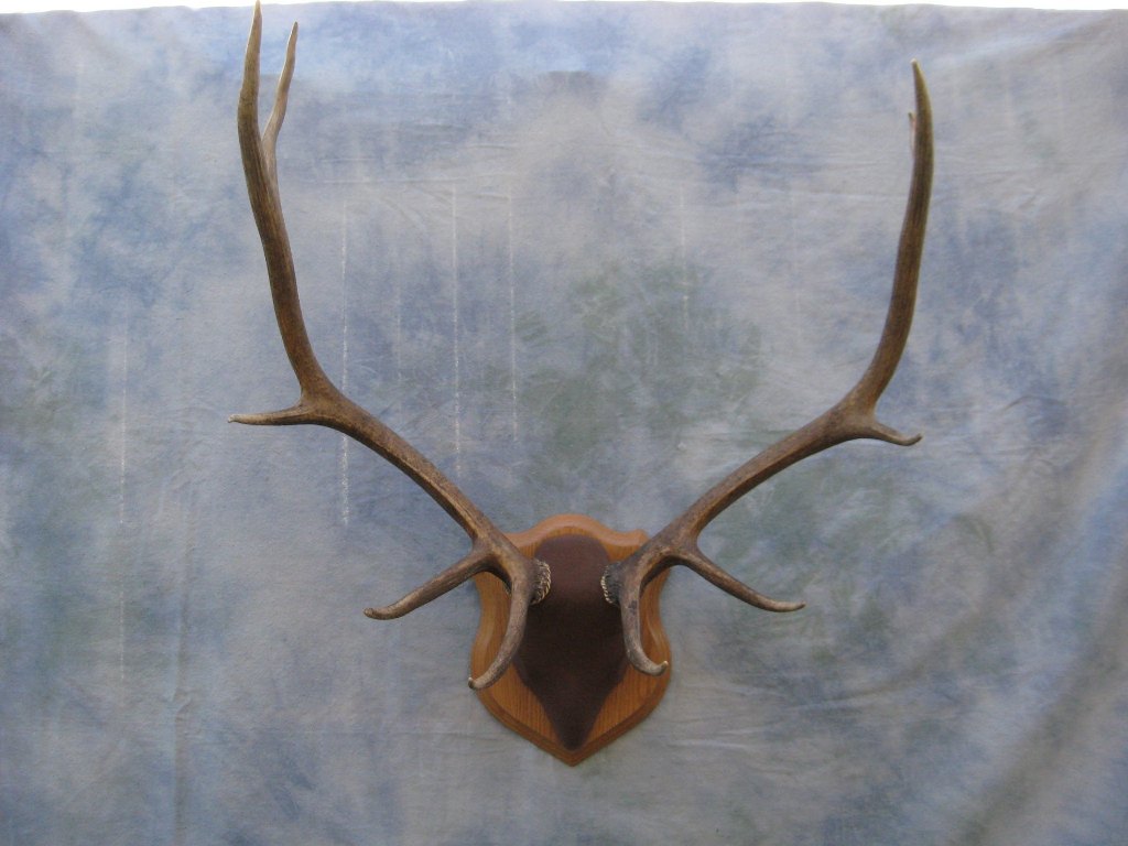 european elk mount plaque