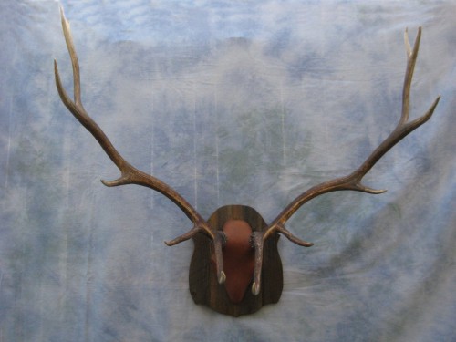Elk antler mount; Rocky Mountains, Colorado