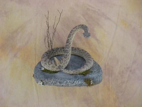 Diamondback rattlesnake mount; Denver, Colorado