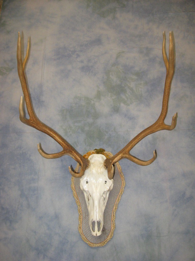 Elk European skull mount; Gunnison, Colorado.