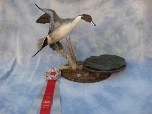 Northern pintail duck mount; Colorado Taxidermy Competition award winner