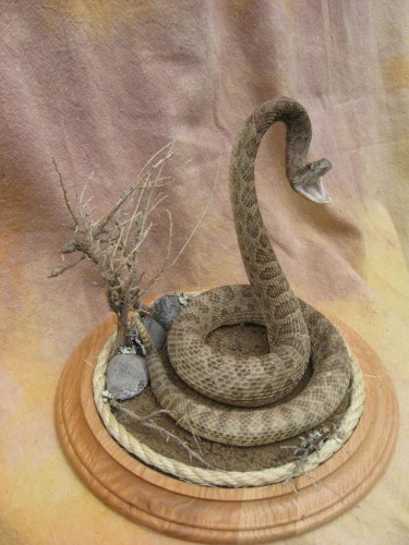 Striking rattlesnake mount; Winner, South Dakota