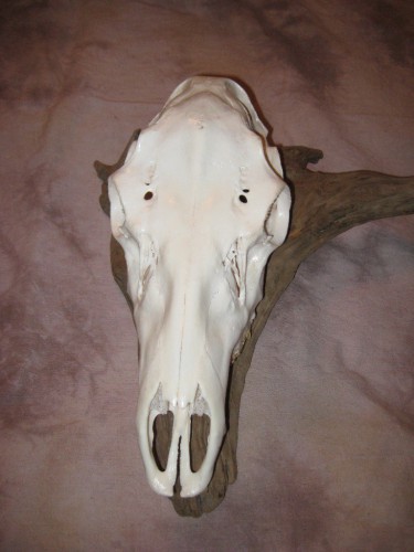 Cow elk European skull mount; Black Hills, South Dakota