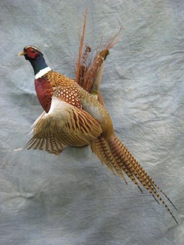 Ringneck pheasant mount; Kansas