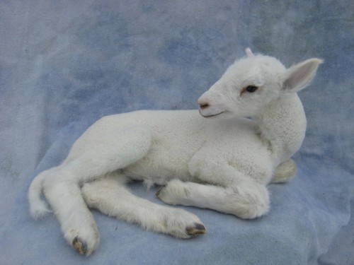 Baby lamb mount; pen-raised