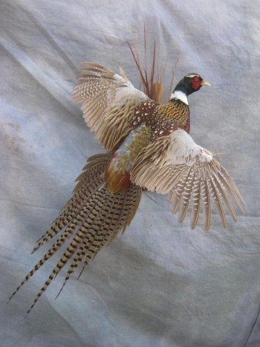 Ringneck pheasant mount; Aberdeen, South Dakota
