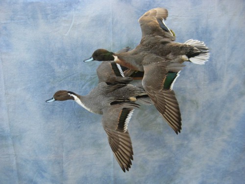 Pintail and mallard hybrid duck mounts; Brookings, South Dakota