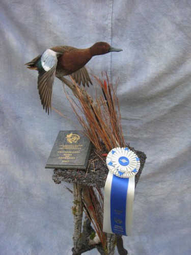 Cinnamon teal duck mount; Award winner at Colorado State Taxidermy Competition