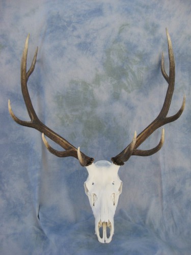 Elk European skull mount; Colorado