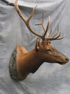 Elk shoulder game head mount; Denver, Colorado