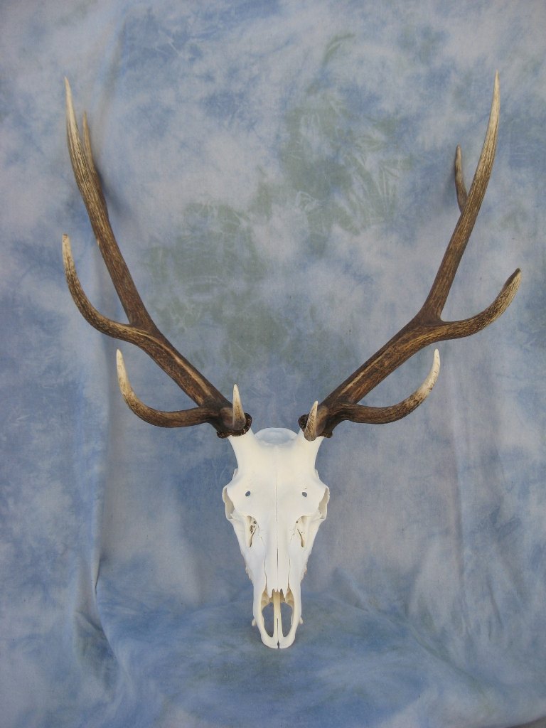 Elk European skull mount; Colorado.