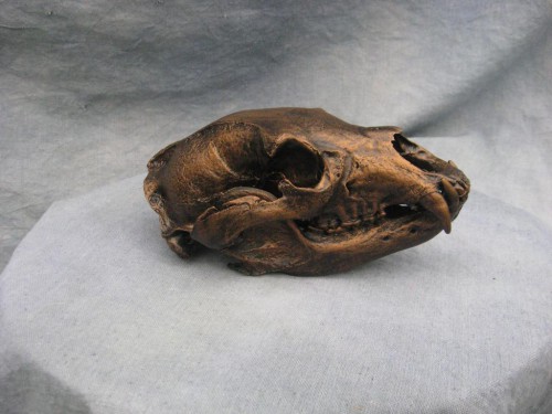 Bronzed black bear European skull mount; British Columbia, Canada