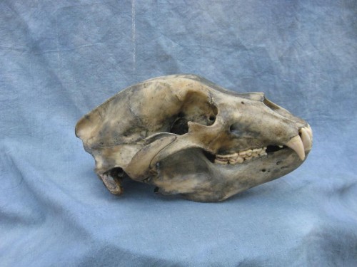 Brown bear European skull mount with aged finish; Russia