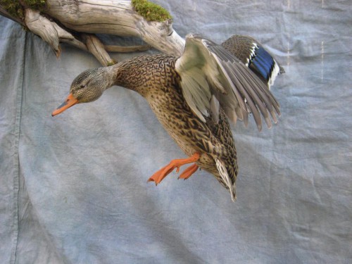 Hen mallard duck mount; Sioux Falls, South Dakota
