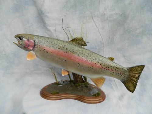 Rainbow trout skin mount; Steamboat Springs, Colorado