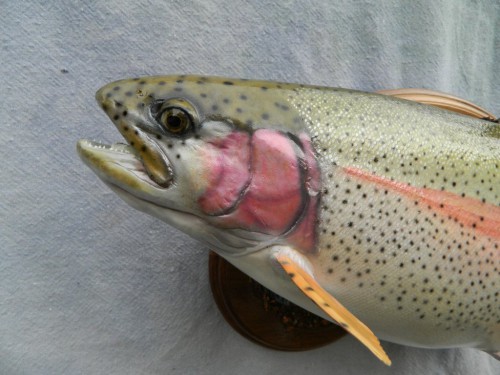 Rainbow trout reproduction fish mount; Vail, Colorado