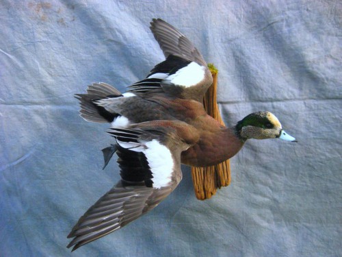 Wigeon drake duck mount; Britton, South Dakota
