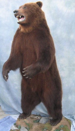 Brown bear life size mount; Kamatchka Peninsula, Russia