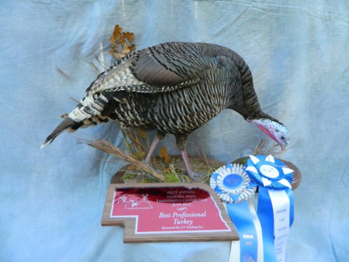 Merriam's turkey hen mount; Award winner in Colorado and Nebraska