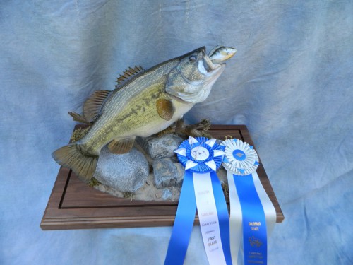 Largemouth bass reproduction fish mount; Award winner in Colorado and Nebraska