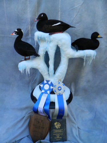 Scoter duck trio mount; Award winner in Colorado and Nebraska