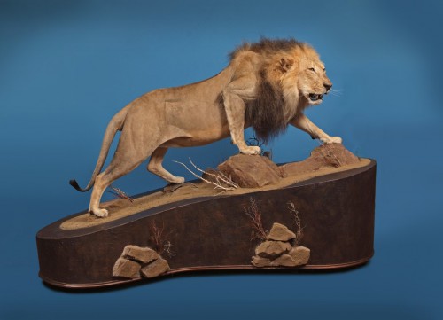 African lion life size game mount; Africa