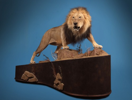 African lion life size game mount; Africa