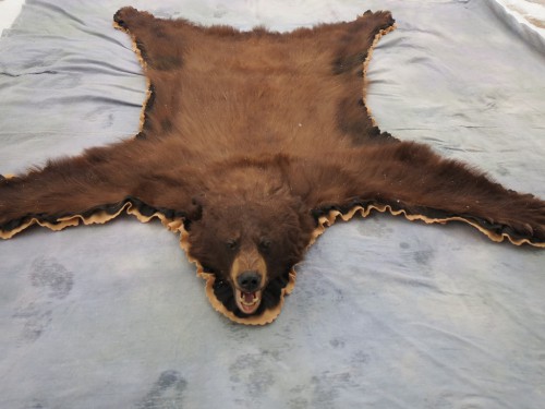 Brown phase black bear rug mount; Craig, Colorado