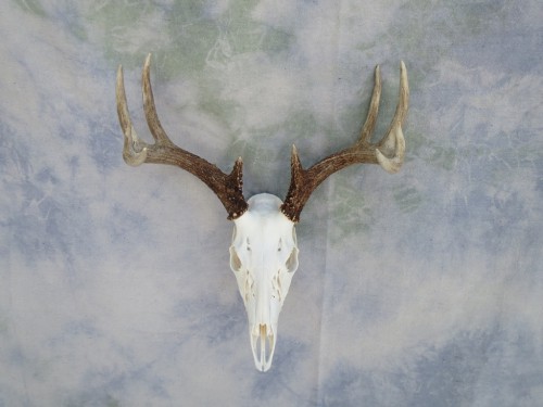 Whitetail European skull mount; Huron, South Dakota