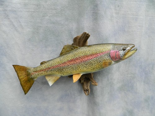 Cutbow trout replica mount; Byers, Colorado