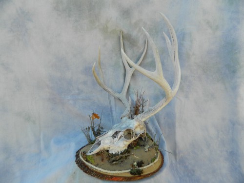 European deer skull mount; Denver, Colorado
