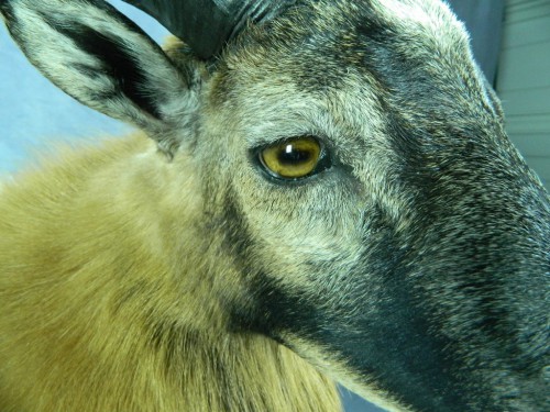 Corsican ram shoulder mount - eye closeup; Texas