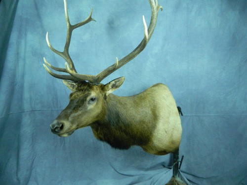 Elk shoulder mount; Aberdeen, South Dakota
