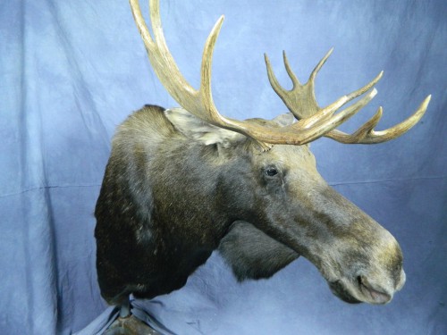 Moose shoulder mount; Alaska