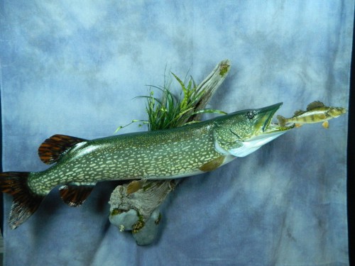 Northern pike fish replica mount; Aberdeen, South Dakota