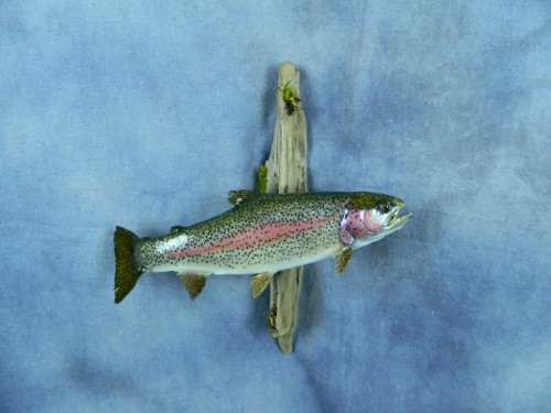 Rainbow trout fish mount; Rapid City, South Dakota