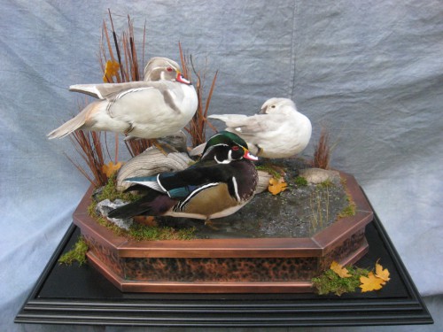 Standing tabletop wood duck mount trio; Webster, South Dakota