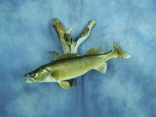 Walleye fish skin mount; Bristol, South Dakota