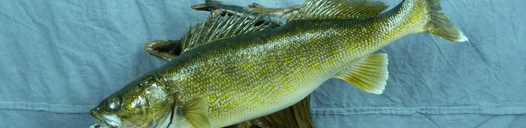Walleye fish skin mount; Aberdeen, South Dakota