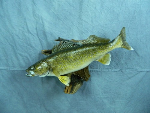 Walleye fish skin mount; Aberdeen, South Dakota