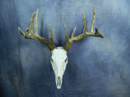 Whitetail deer European skull mount; Aberdeen, South Dakota