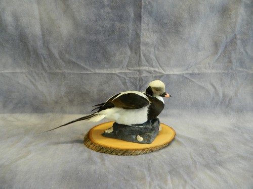 Long tailed duck taxidermy mount; Long Island, New York